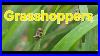Grasshoppers_Are_Destroying_My_Wheat_01_zxu