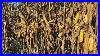 Modern_Eq_Jds790_Combines_12_Row_Corn_Headers_There_Finest_J_U0026m_1121_Grain_Carts_8_8_24_01_py